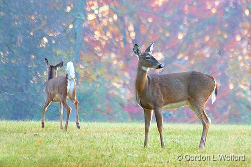 Two Dawn Deer_24240.jpg - Photographed in Lebanon, Ohio USA. 